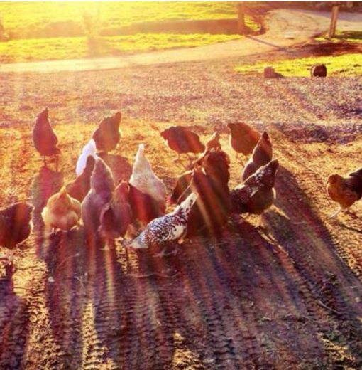 Chickens Sun