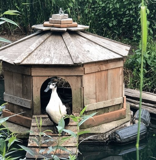 Duck