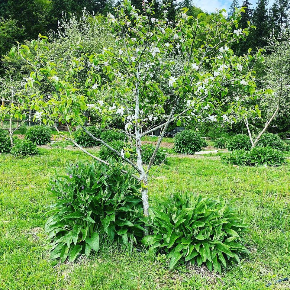 Image of Comfrey plant, apple companion