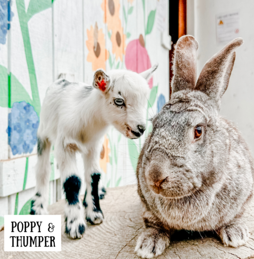 Poppy & Thumper