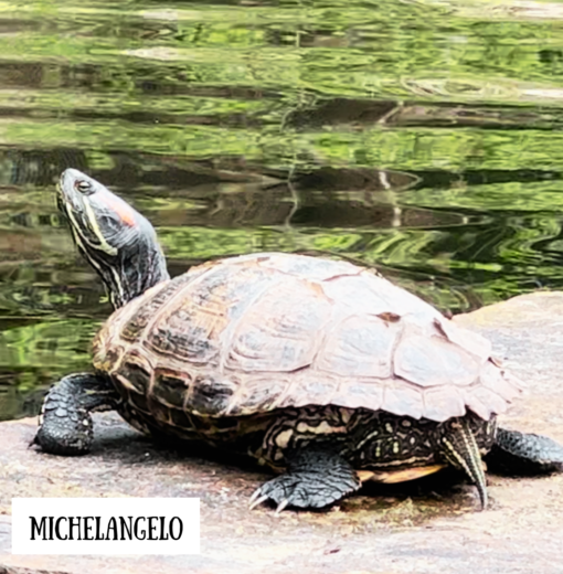 Michelangelo