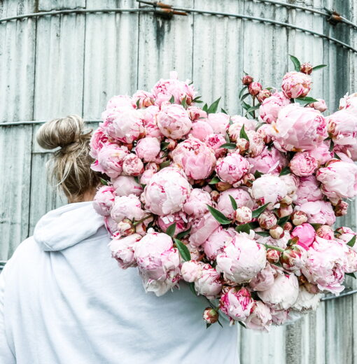 Bulk Peony Sale