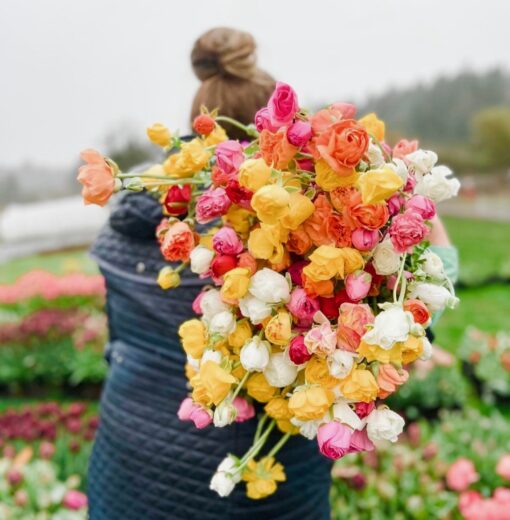 Bulk Ranunculus