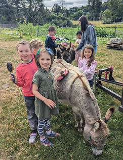 Grooming Miniature Donkeys