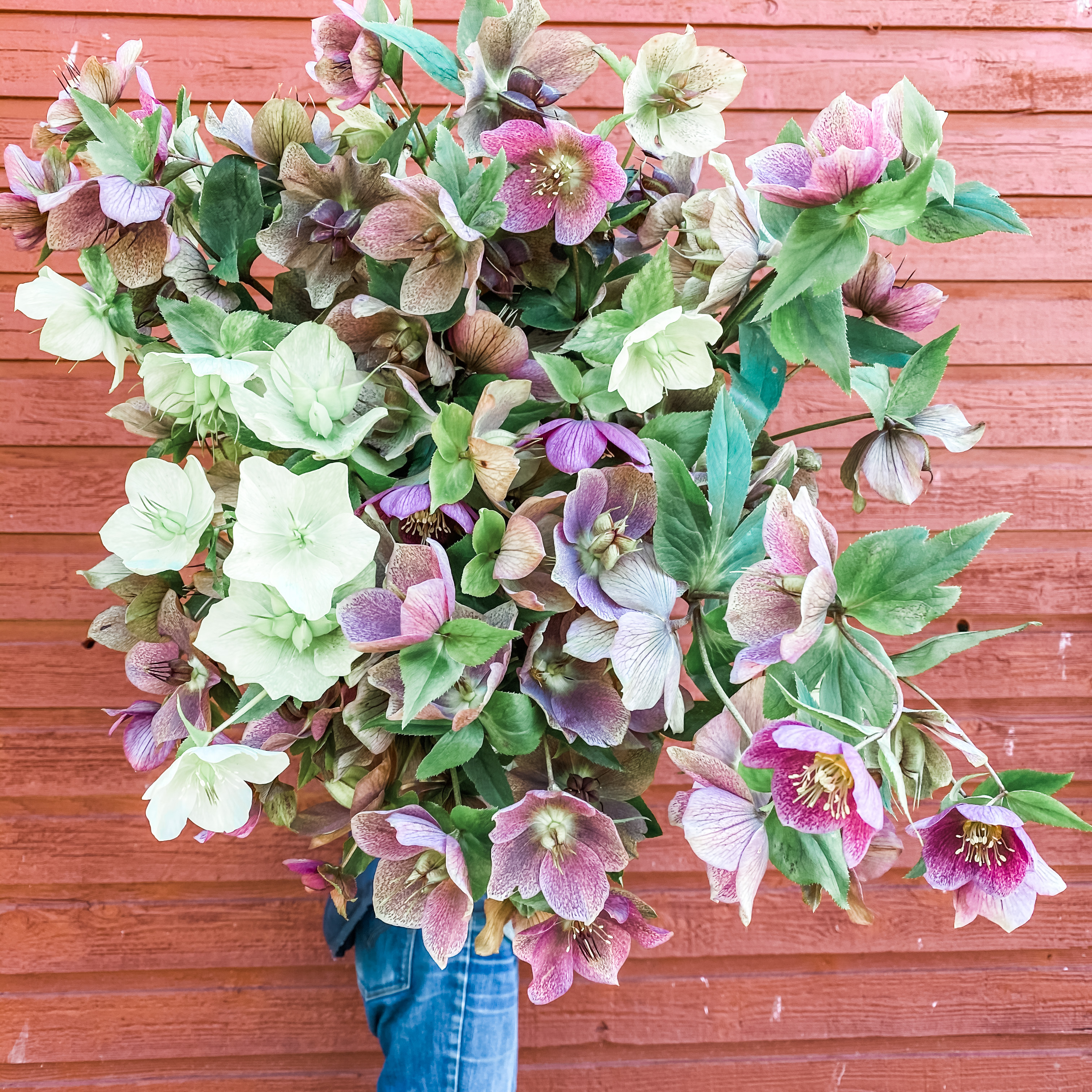 Hellebores