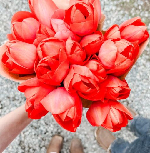 Red Tulips