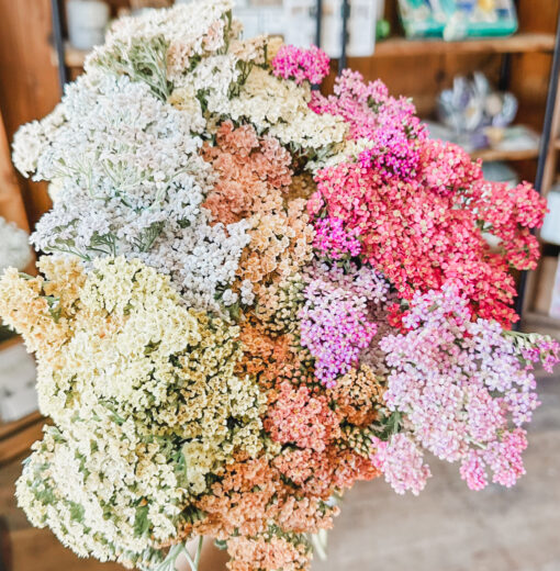 Colorful Yarrow