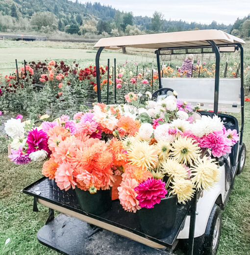 Bulk Dahlias