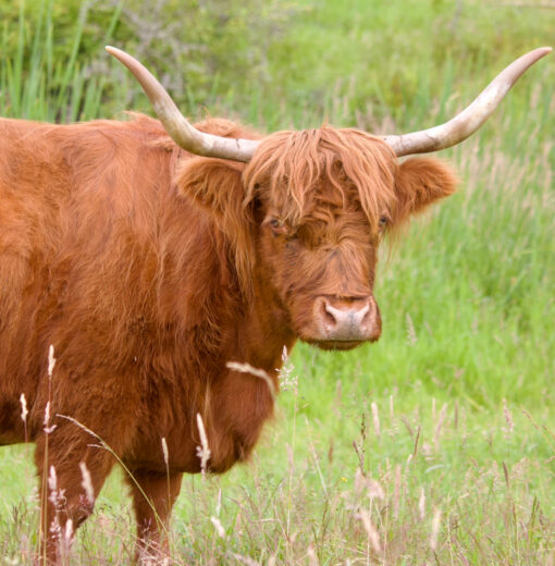 Bella the Highland Cow in Pasture
