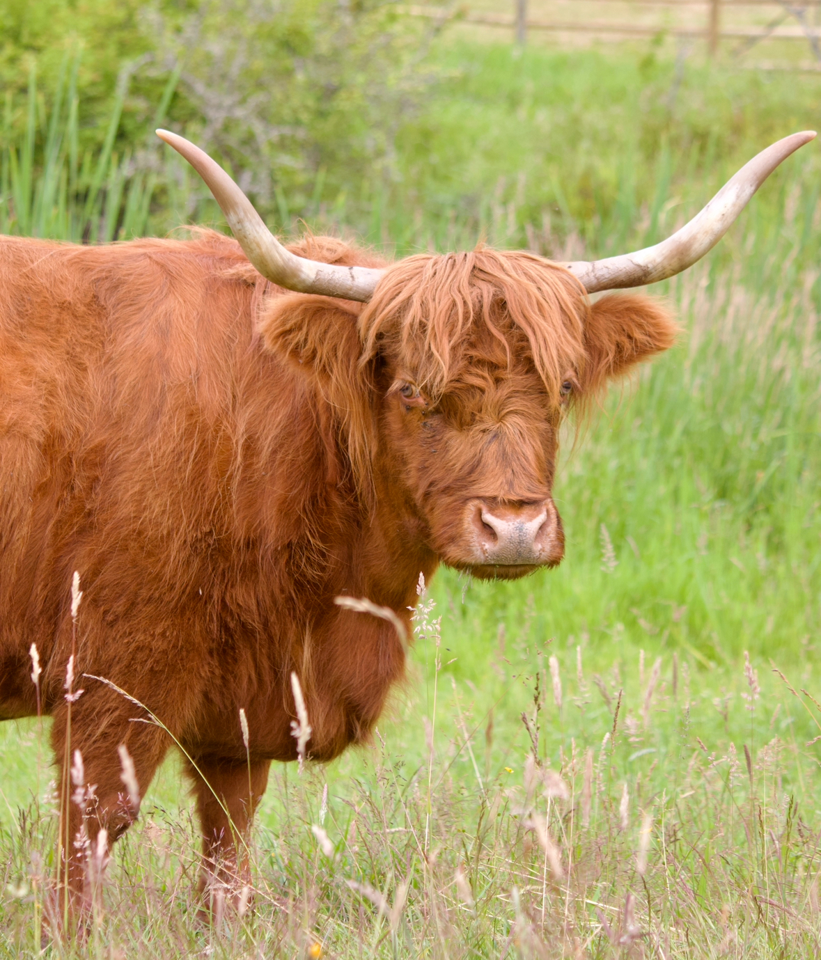 Bella the Highland Cow in Pasture