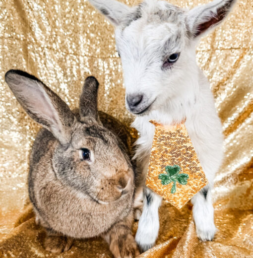 St Pattys Day Animals