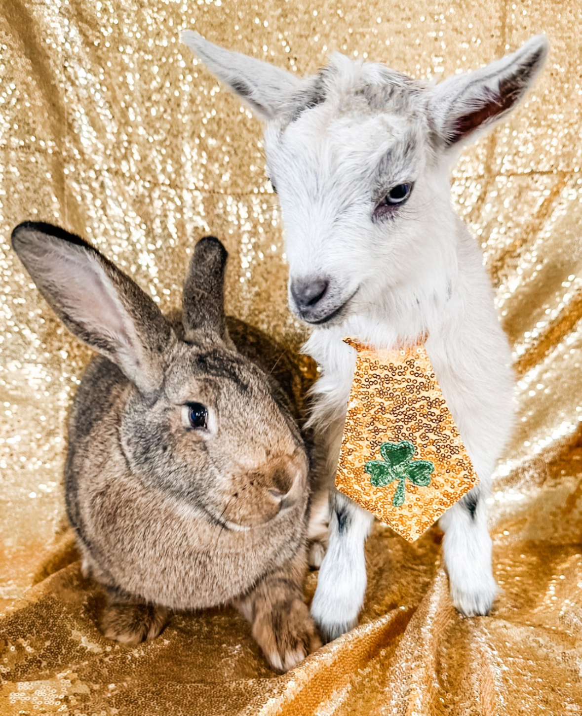 St Pattys Day Animals