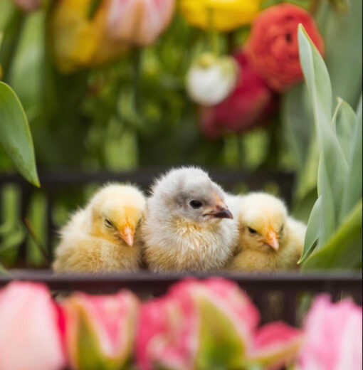 Chicks by Amber Braxton