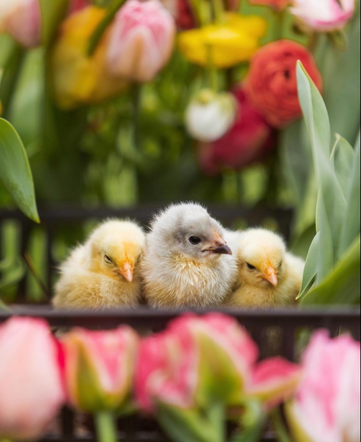 Chicks by Amber Braxton