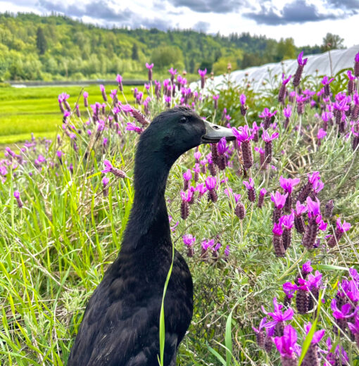 Ducks in Lavender Field
