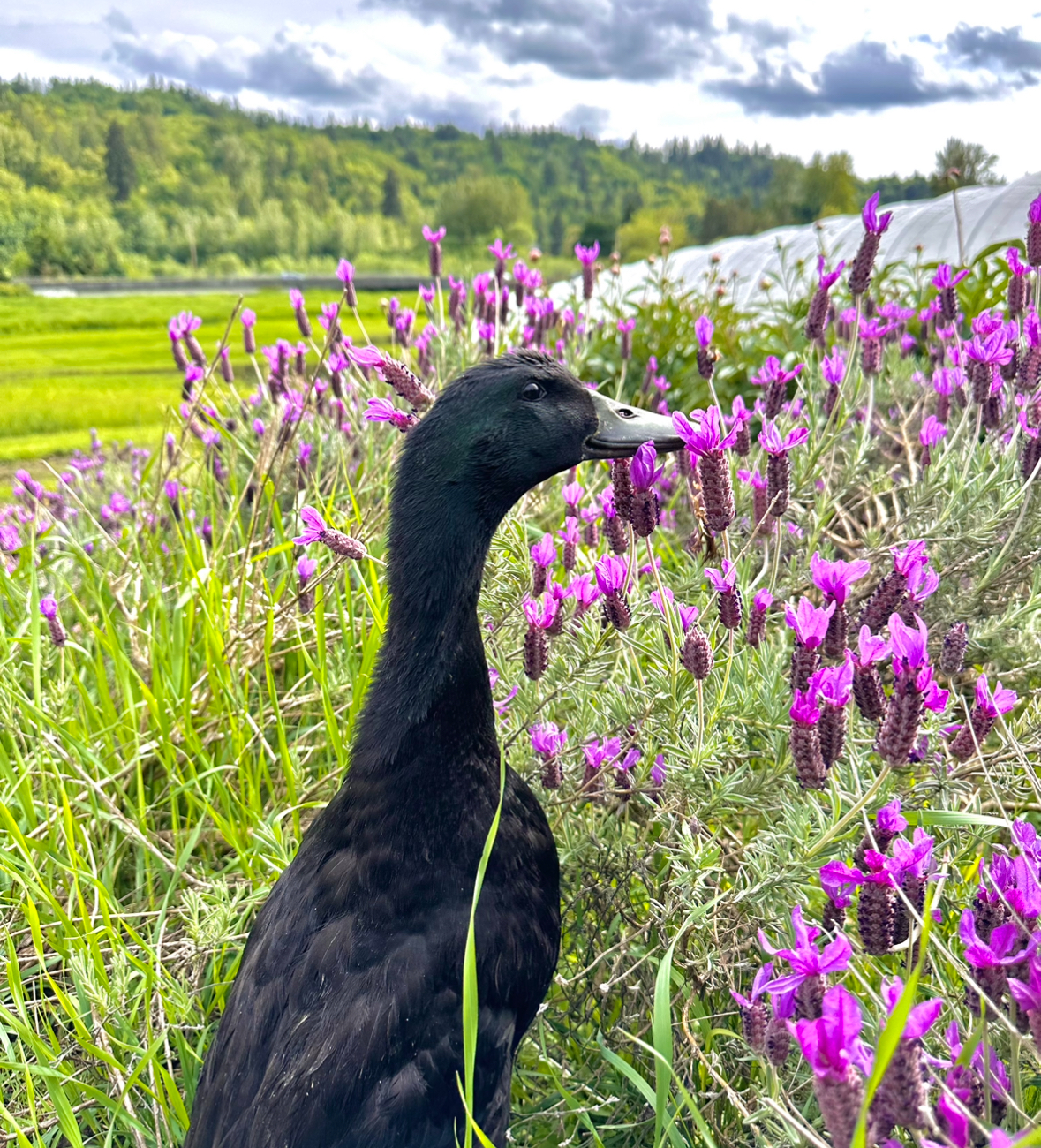 Ducks in Lavender Field