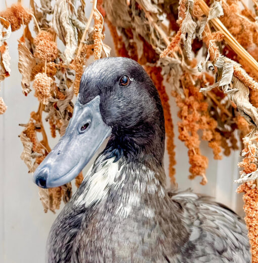 Ducks & Dried Flowers
