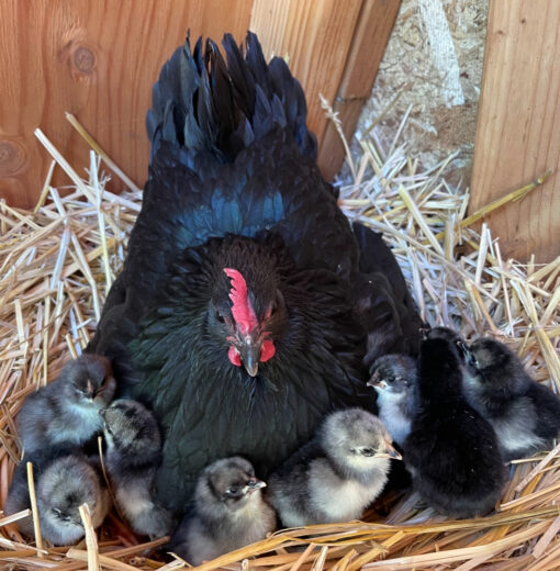 Momma Hen & Babies