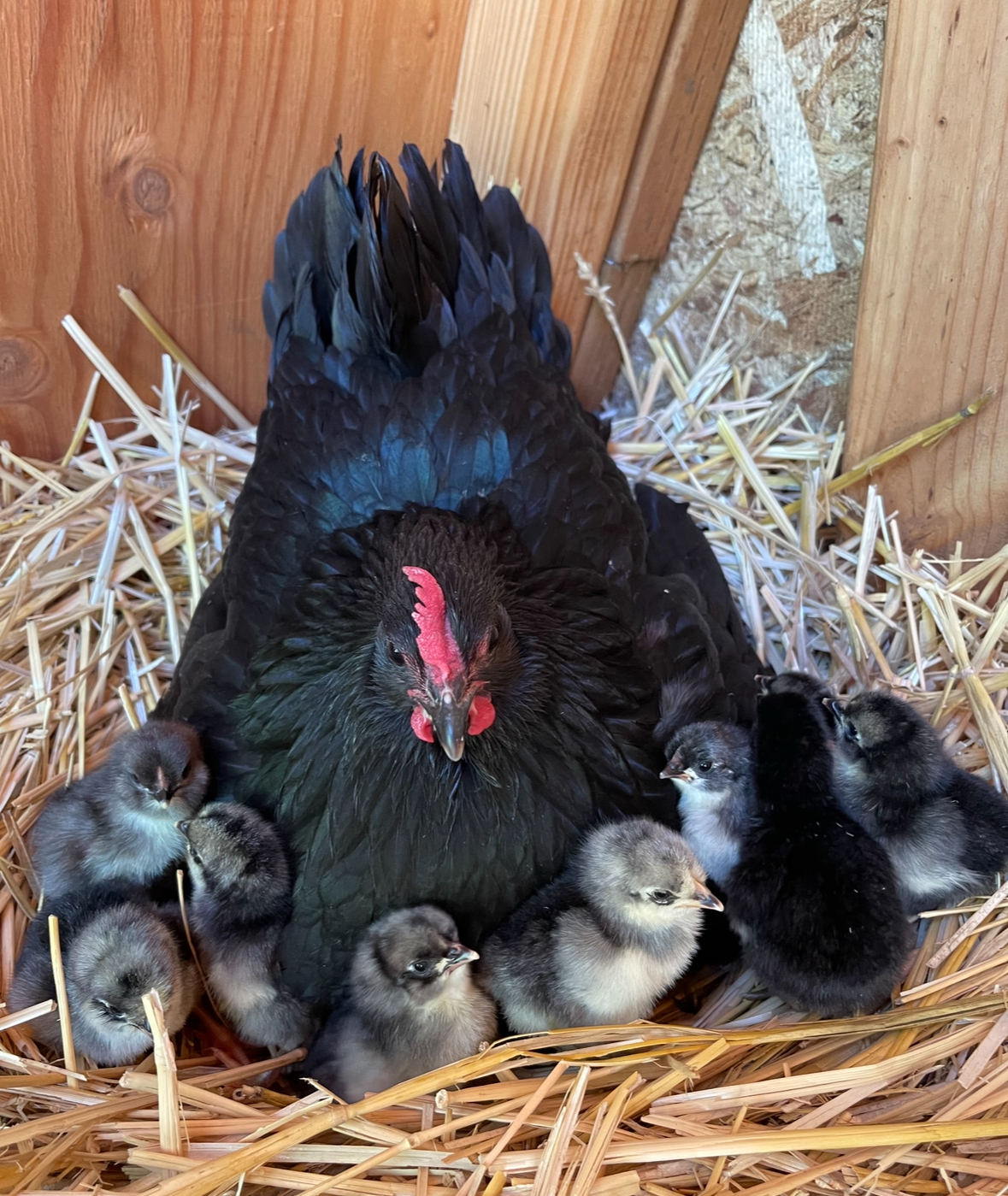 Momma Hen & Babies