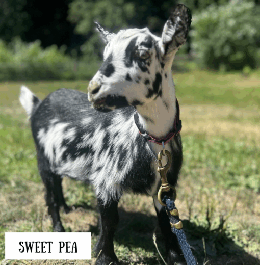 Sweet Pea