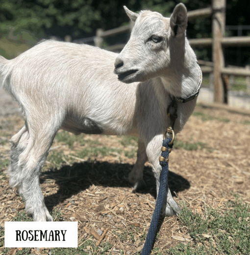 Rosemary