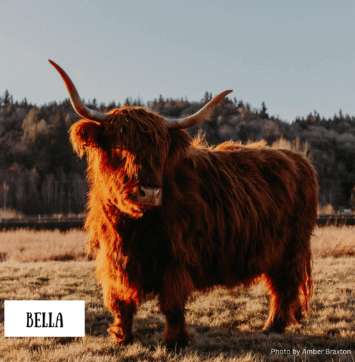 Bella the Highland Cow