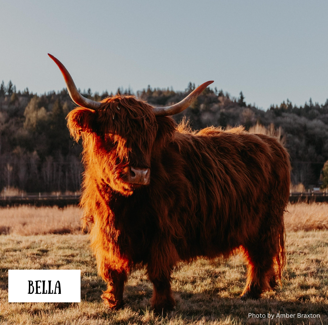 Bella the Highland Cow