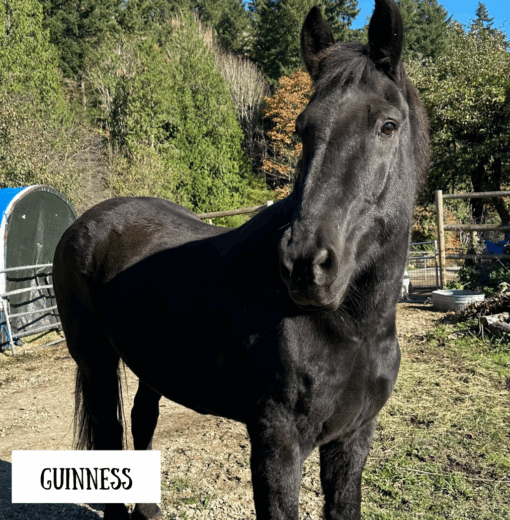 Guinness the Horse
