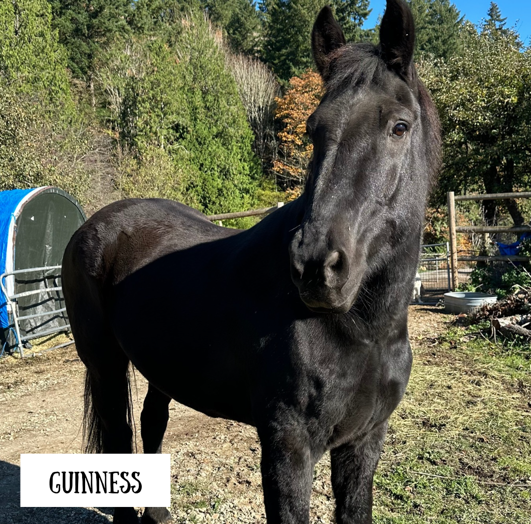 Guinness the Horse