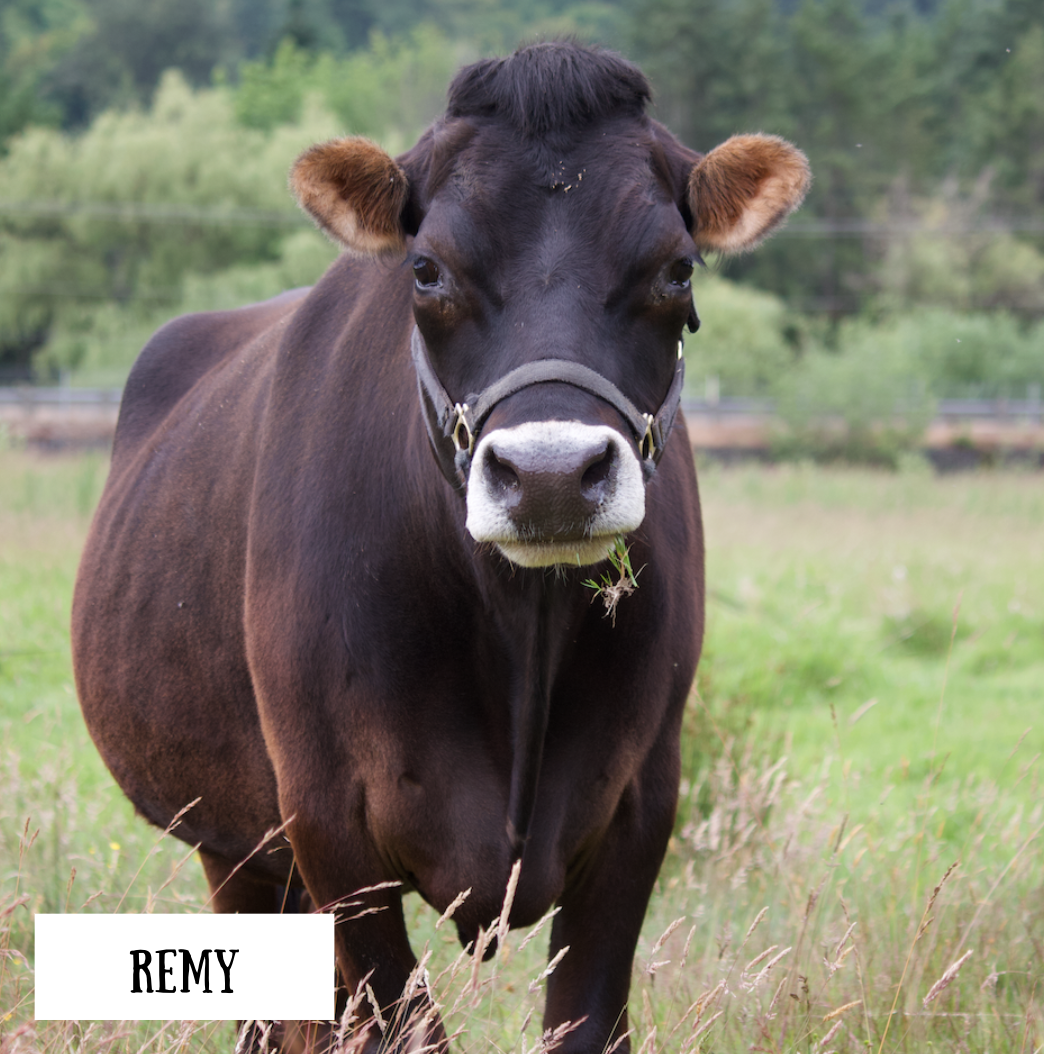 Remy the Steer