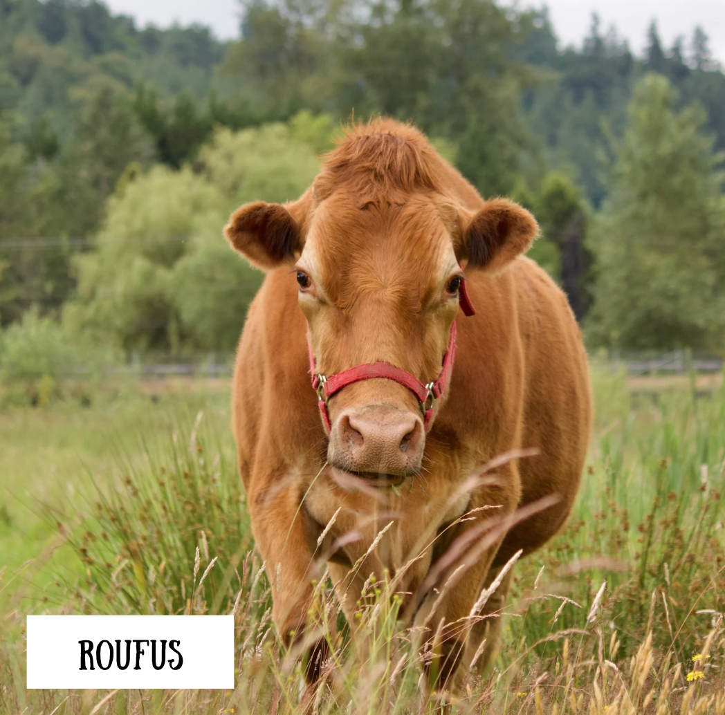 Rufous the Steer