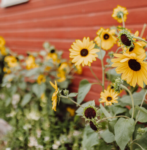Barn Sunflowers