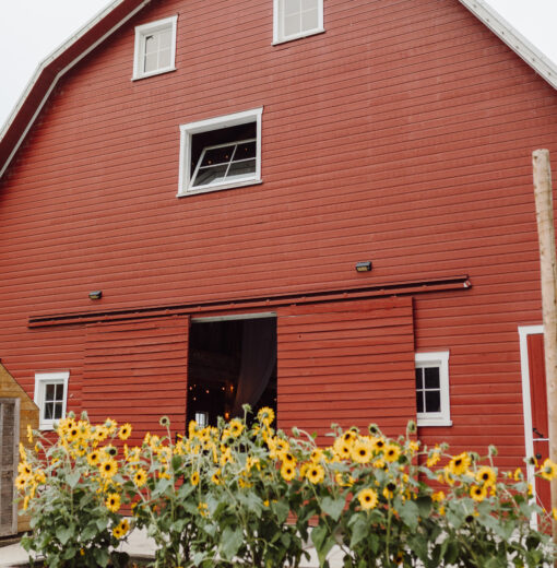 Sunflowers at the Barn
