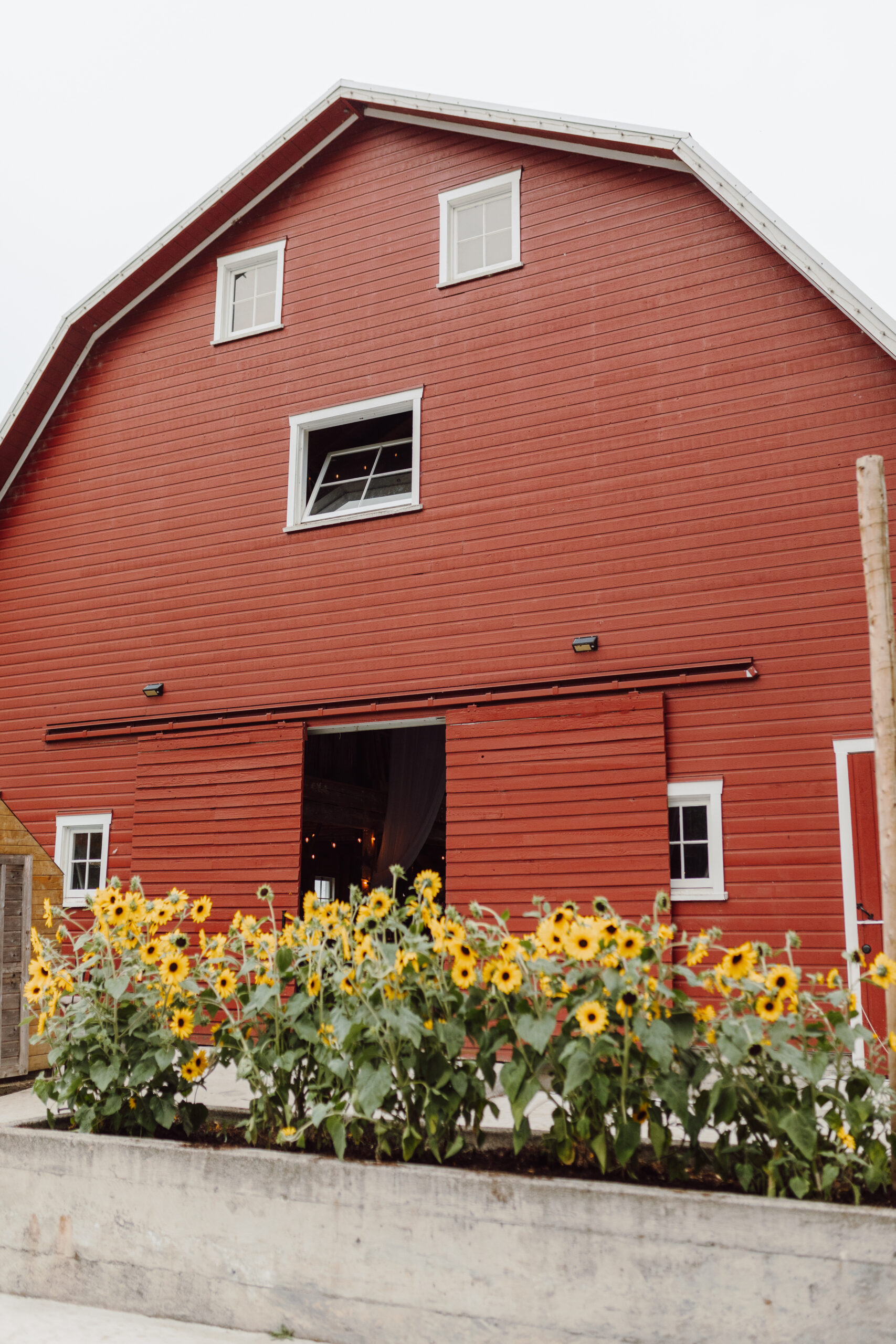 Sunflowers at the Barn
