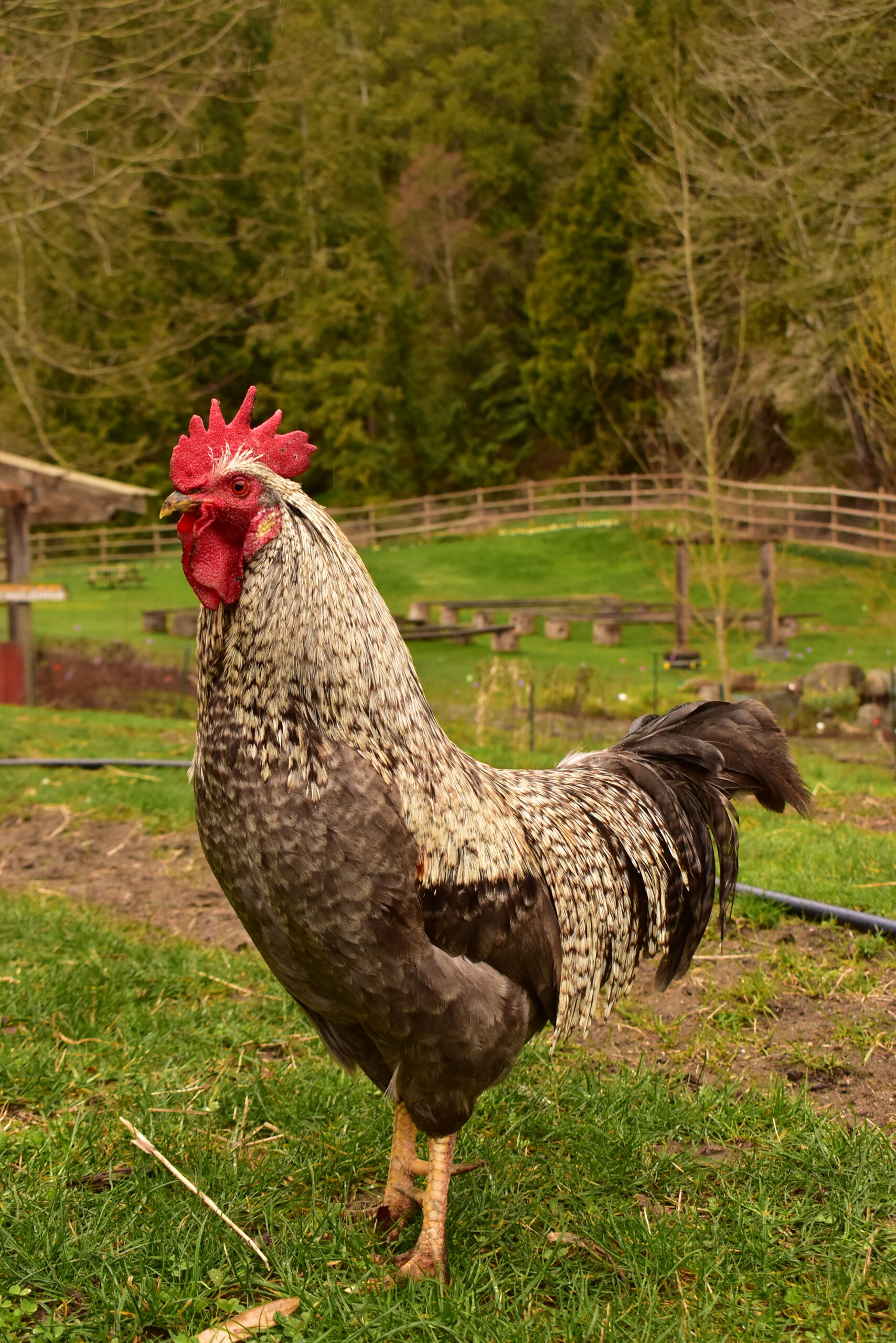 Morse the Rooster
