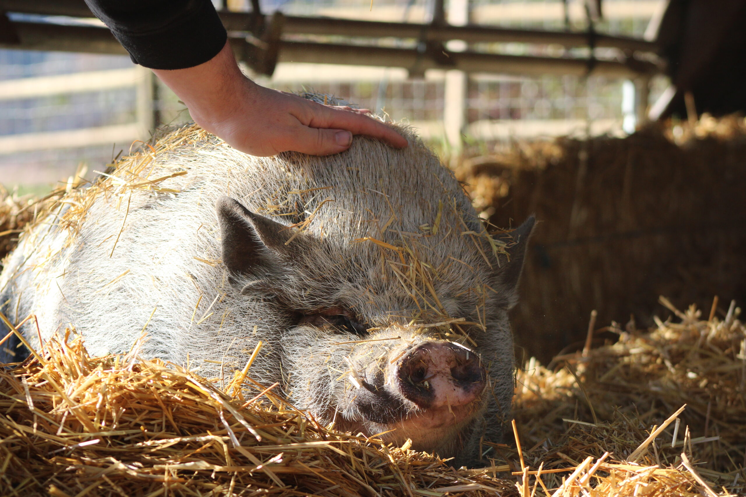The pigs love volunteers!