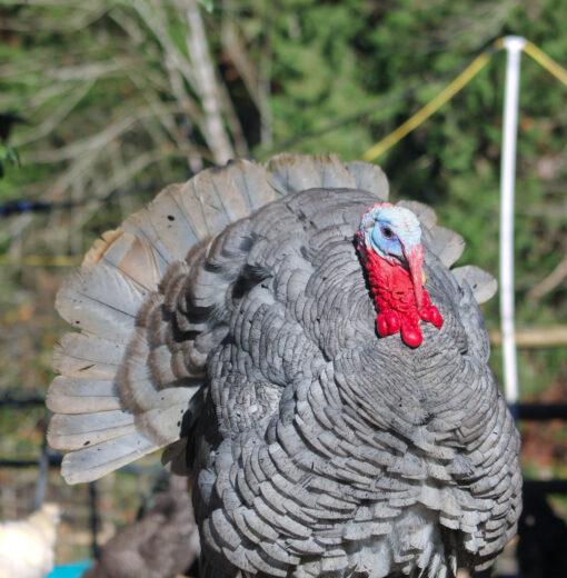 Silver Turkey – Pong