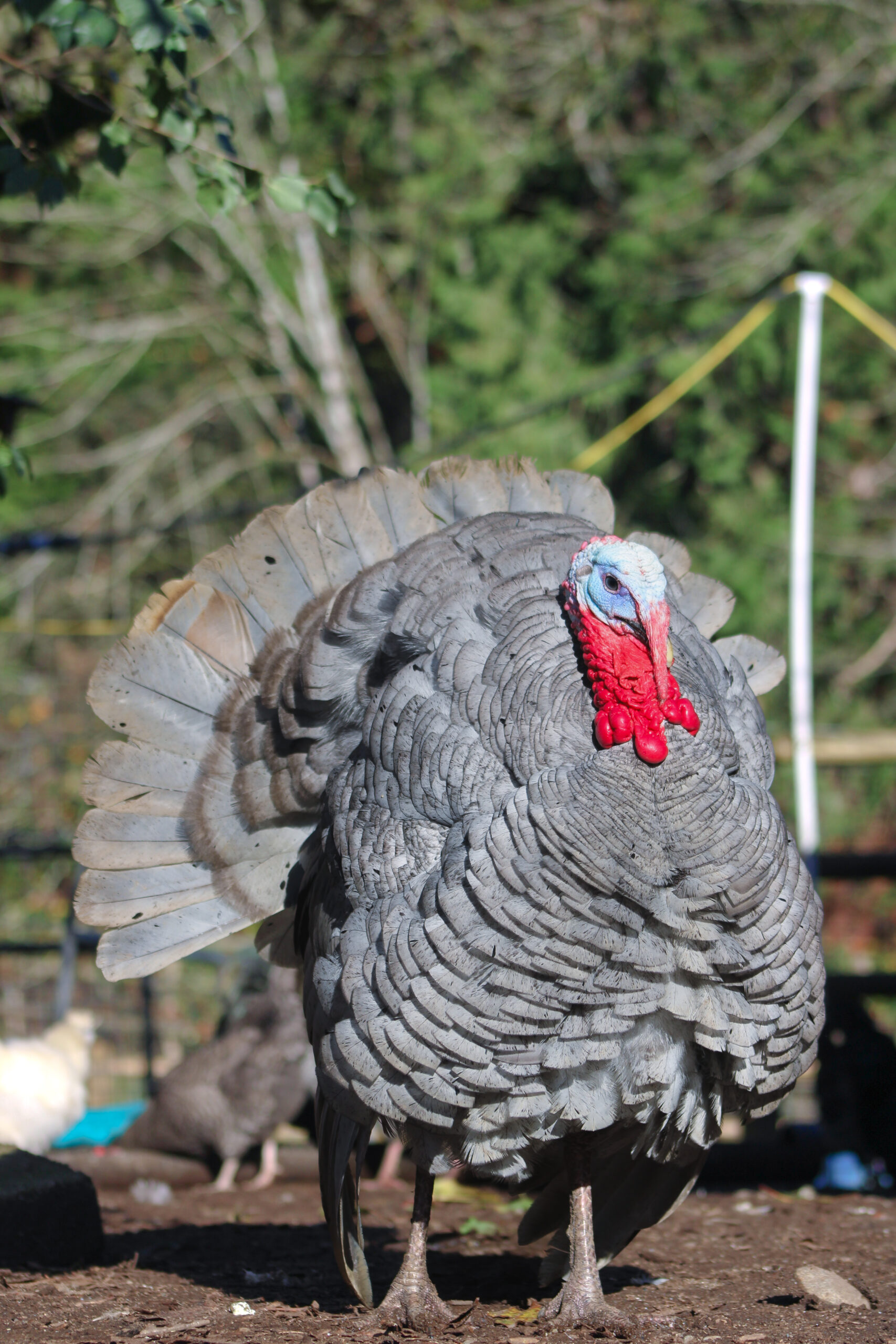 Silver Turkey – Pong
