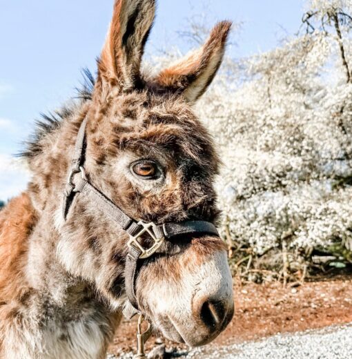 Josey the Donkey
