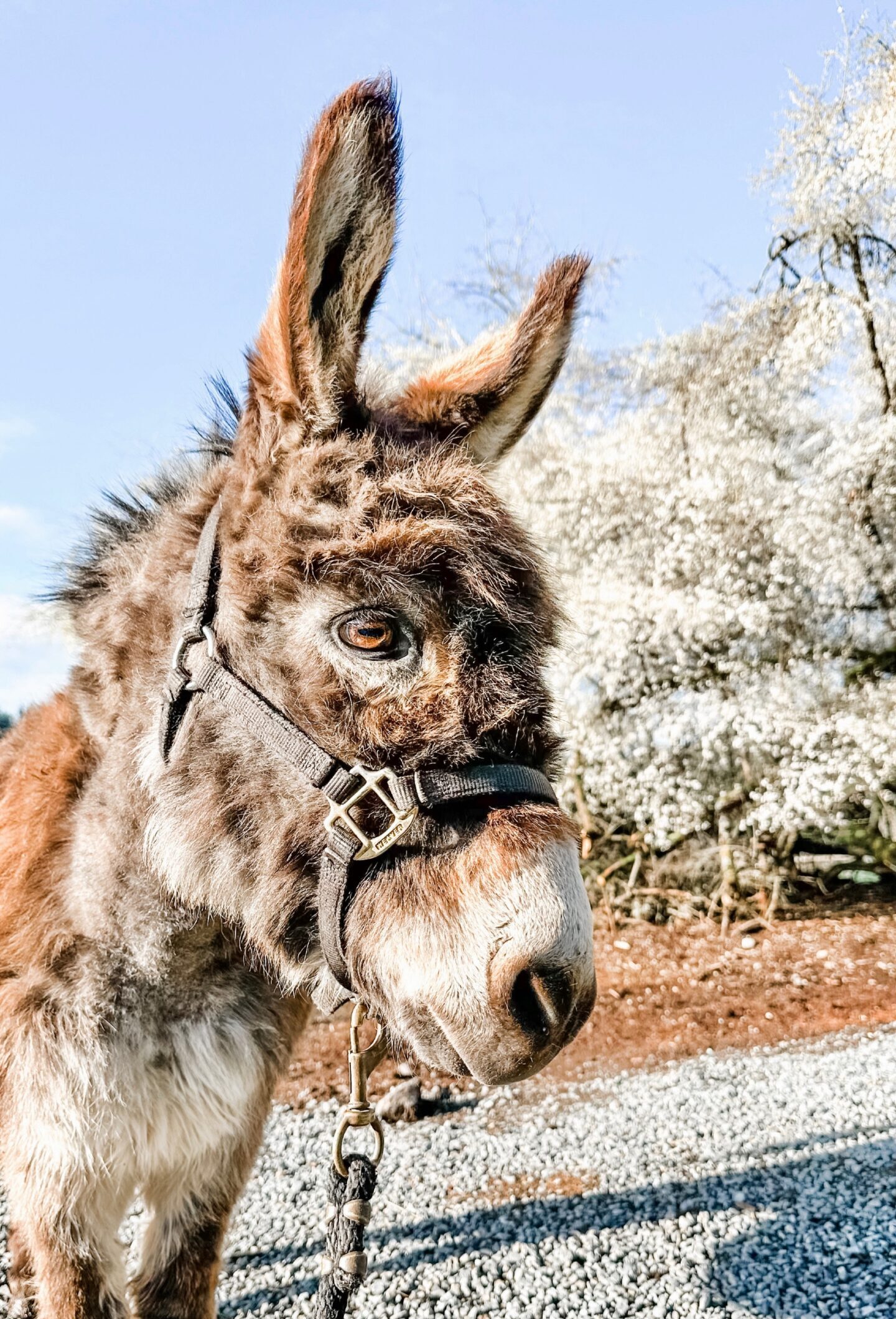 Josey the Donkey