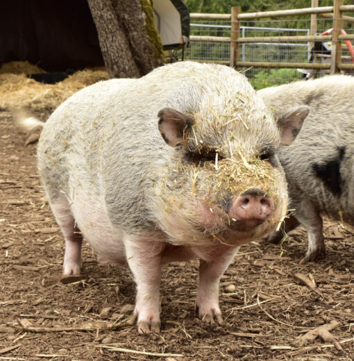 Charlotte the Pig