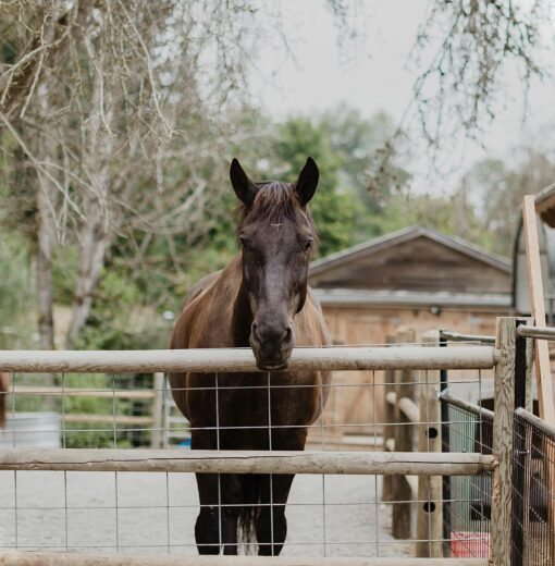 Guinness – Image by Jonas Seaman