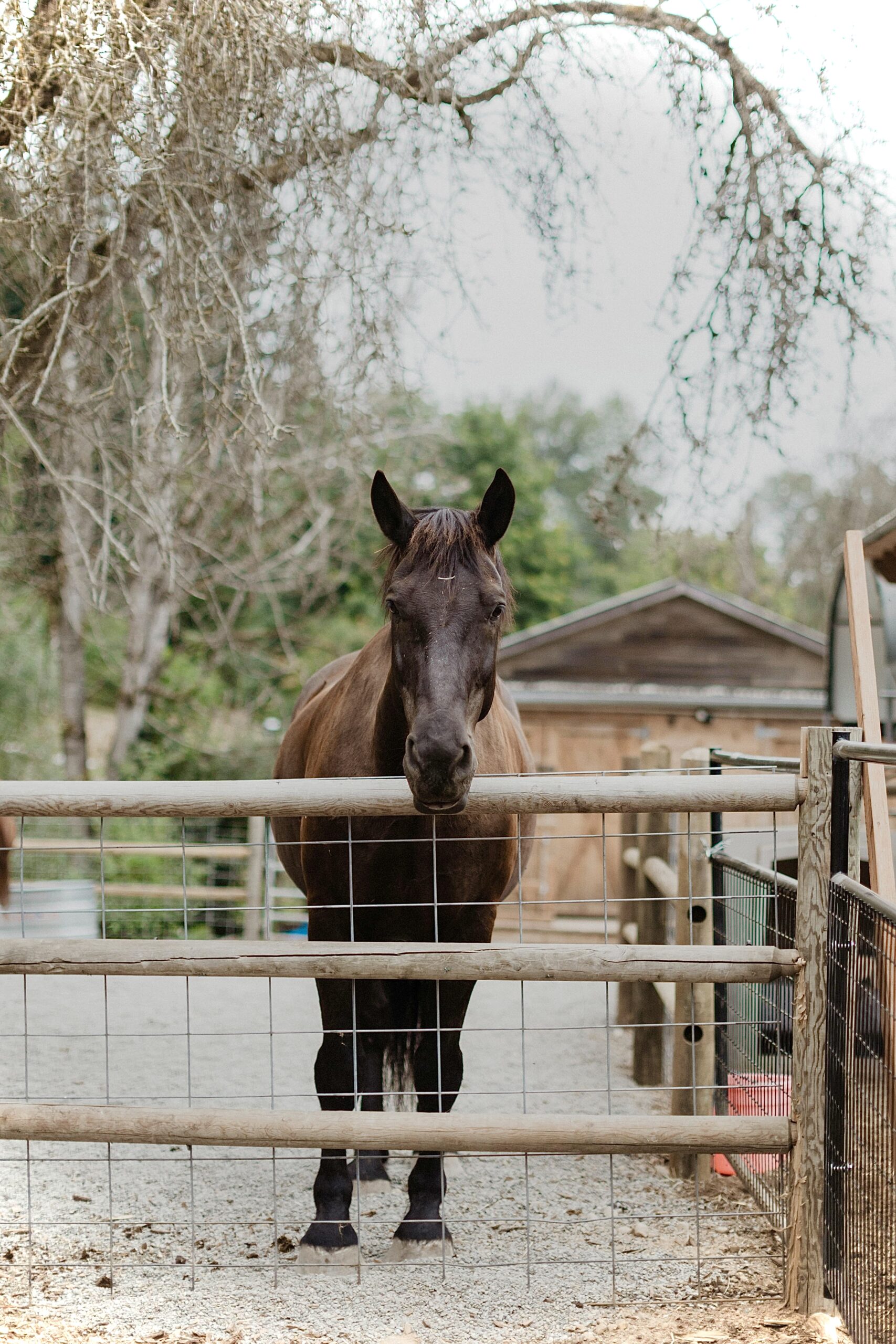 Guinness – Image by Jonas Seaman
