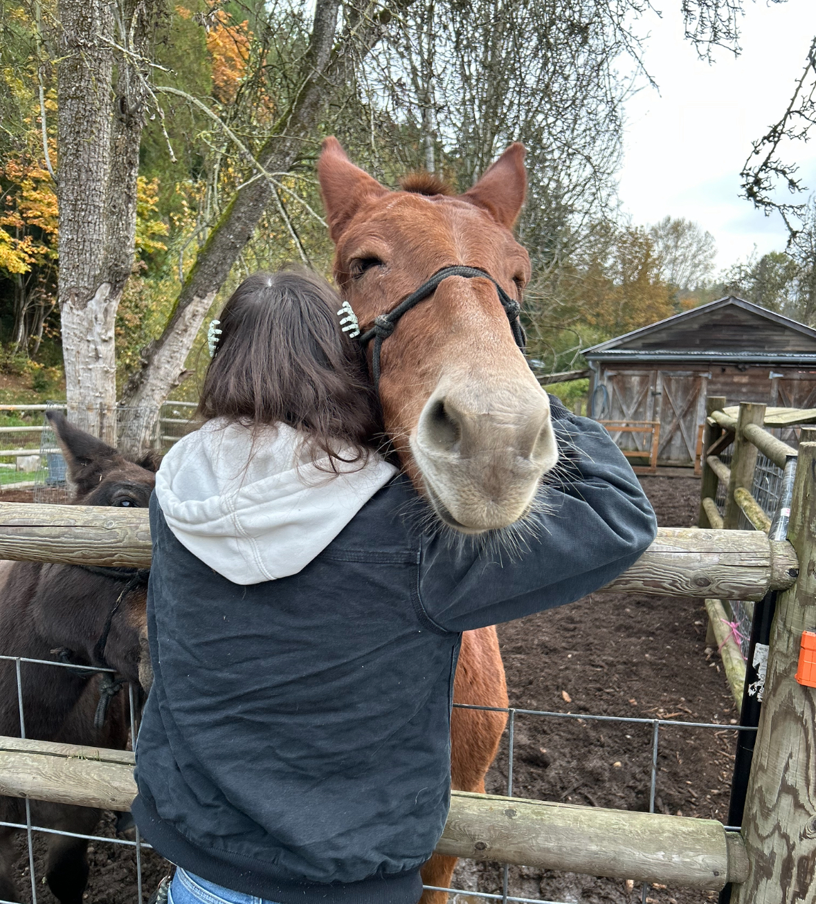 Rescue Mule Love