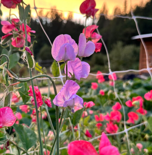 Sweet Peas