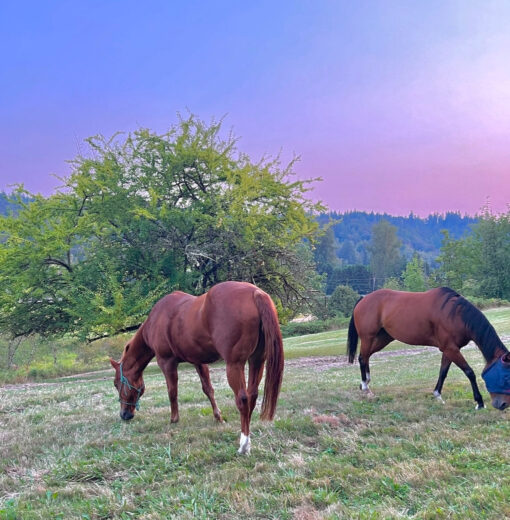 Hope & Whiskey Pasture Turnout