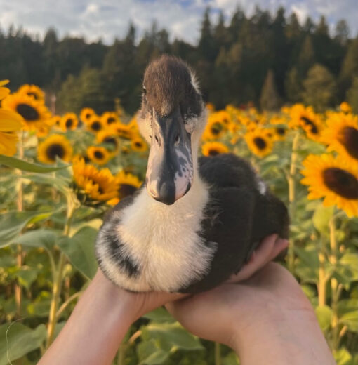 Daisy Duck in the Sunflowers