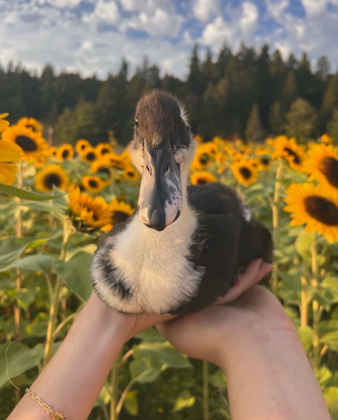 Daisy Duck in the Sunflowers
