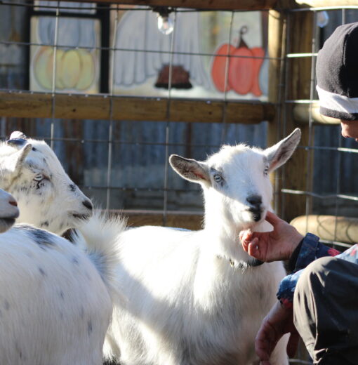 Volunteer love with goats