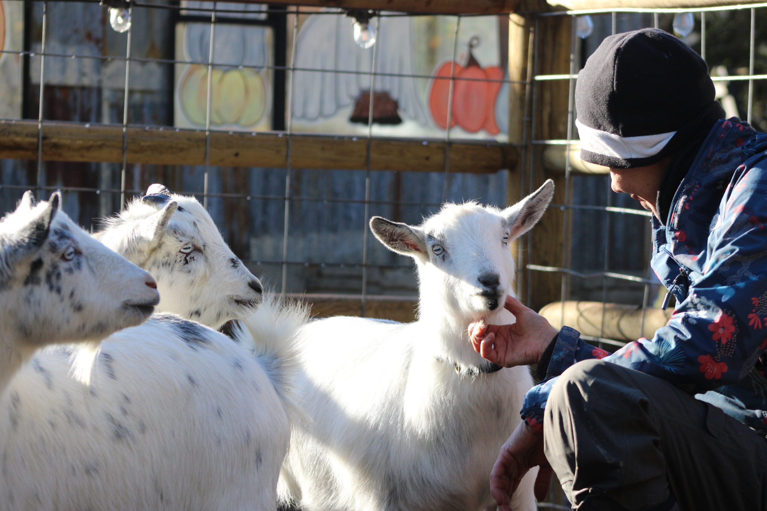Volunteer love with goats